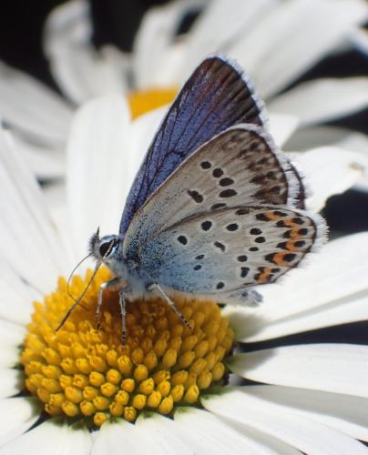 Réf. 208 781 : Plebejus argus